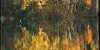 Yucca, Fort Davis, Texas