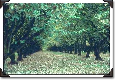 Yamhill County, Filbert Orchard