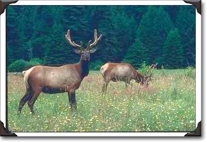 Madison Grant Elk Refuge, Roosevelt Elk