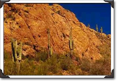 Saguaro Cactus, Tonto National Forest, Apache Trail, Arizona