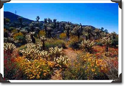 Desert flowers, Anza Borrego Desert State Park