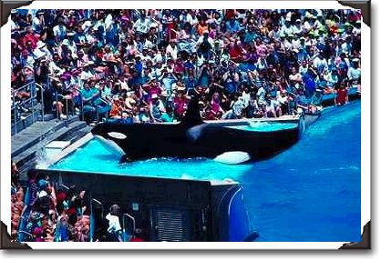 Killer whale and audience, Sea World