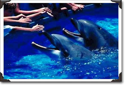 Dolphin feeding, Sea World