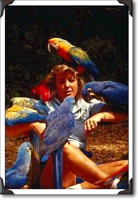 Macaw attack, Parrot Jungle