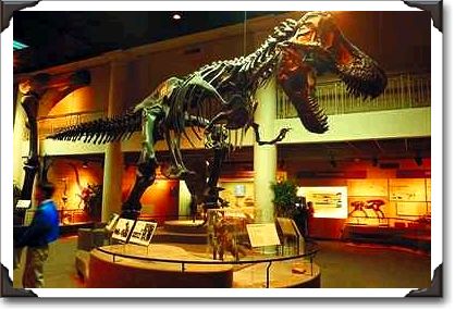 Tyrannosaurus Rex, Academy of Natural Science