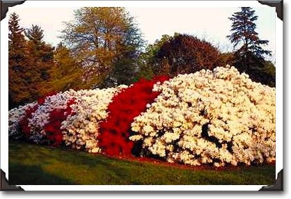 Mass of azalea bushes beautifies grounds