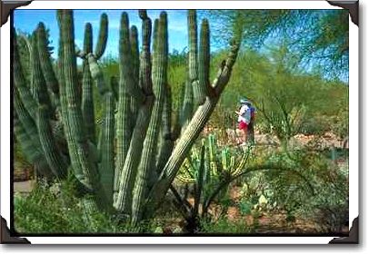 Visitors at Desert Botanical Gardens, Phoenix, Arizona