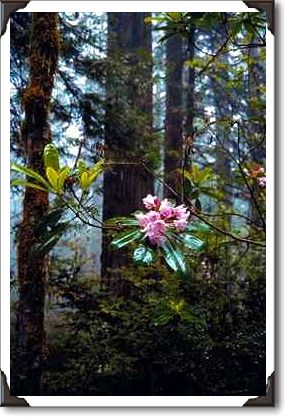Western rhododendrons, Lady Bird Johnson Grove, California