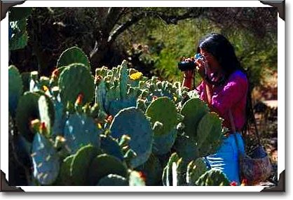 Visitor shoots cactus pictures, Arizona