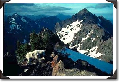 Mount Eleanor with goat, Olympic National Park