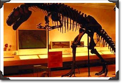 Allosaurus, Carnegie Museum, Pittsburgh, Pennsylvania