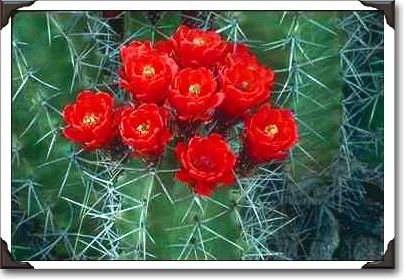 Flower of claret cup cactus