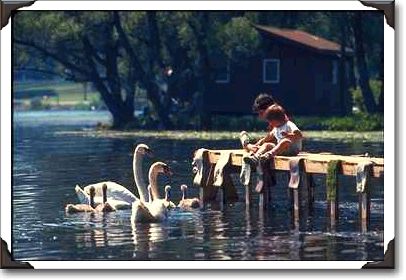 Feeding swans, upstate New York