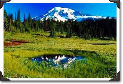 Tiny meadow puddle reflects Mount Rainier, Washington
