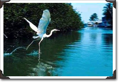 Great blue heron (white phase), Key Largo, Florida