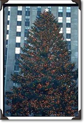 Close-up of large tree, Rockefeller Center, New York