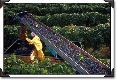 Harvesting Concord grapes, upstate New York