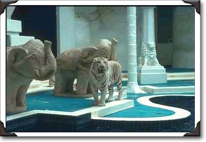 Live white tiger with elephant statues