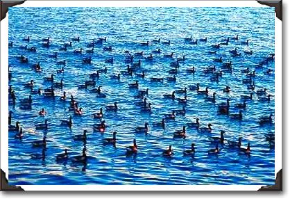 Canadian geese, Gravesend Bay, New York