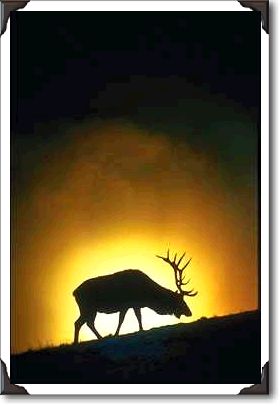 Rocky Mountain bull elk, Yellowstone National Park