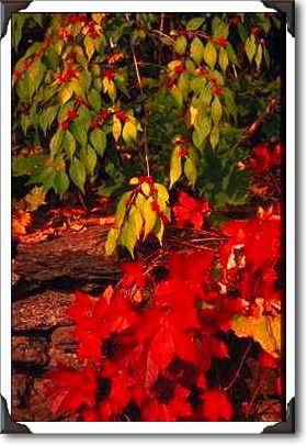 Autumn landscape, New England