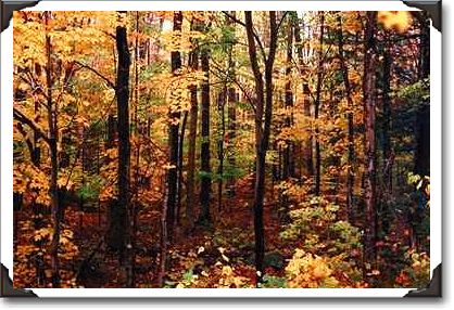 Fall foliage, Kangamus Highway, New Hampshire
