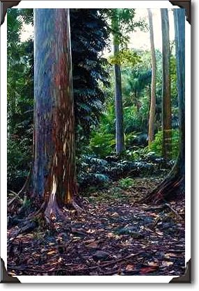 Painted bark eucalyptus, Maui, Hawaii
