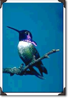 Costa's hummingbird, Calypte costae, Sacremento