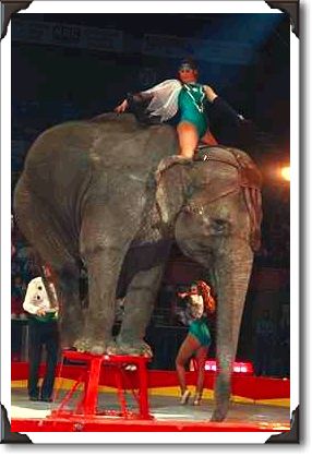 Elephant act, Shrine Circus, New York