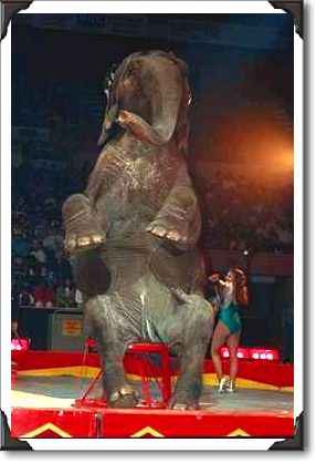 Elephant balancing on stool, Shrine Circus, New York