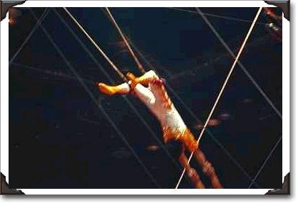 High-wire troupe, Shrine Circus, New York