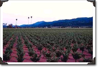 Three Palms Vineyard, Napa Valley, California