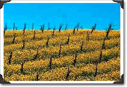 Mustard in vineyard, Napa Valley, California