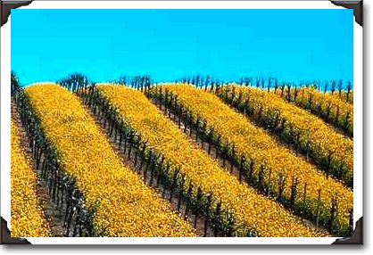 Mustard in vineyard, Napa Valley, California