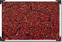 Cranberries at harvest, Plymouth, Massachusettes