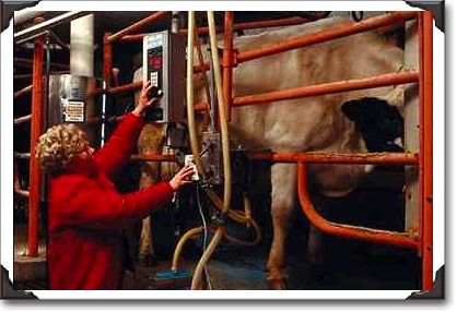 Woman uses state-of-the-art technology to milk her cows, Earlville, Iowa