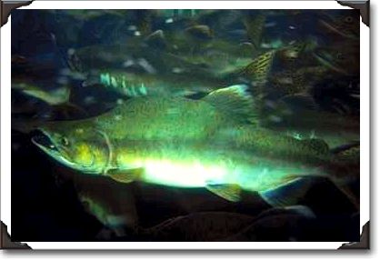 Salmon hatchery, Juneau, Alaska, salmon swimming upstream