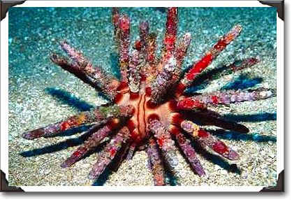 Pencil urchin, Hawaii