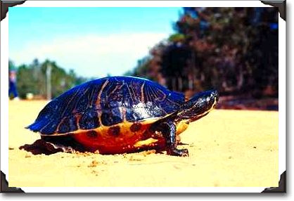Tortoise on dirt road, Florida