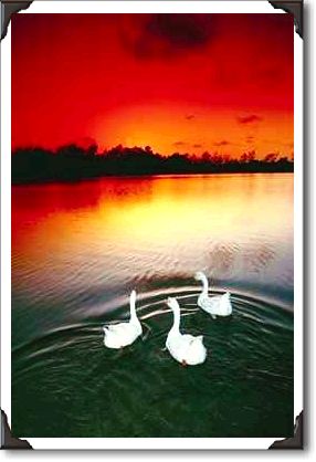 Swan lake sunset, Central Park, Huntington Beach, California