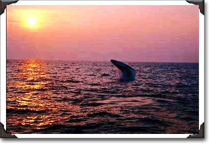 Humpback whale putting on a display at sunset, Cape Cod, Massachusetts