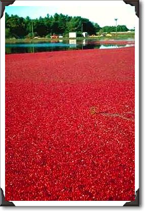 Cranberries floating in water awaiting harvesting, Massachusetts