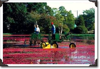 Two cranberry harvesting machines, Middleboro, Massachusetts