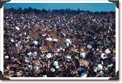 Cotton field, Alabama