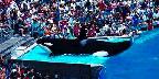 Killer whale and audience, Sea World