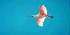 Roseate spoonbill flies near Sanibel Island