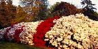 Mass of azalea bushes beautifies grounds