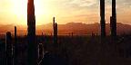Sunset over Sonoran Desert