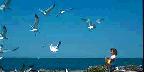 Little boy feeding seagulls along Lake Erie, New York