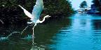 Great blue heron (white phase), Key Largo, Florida